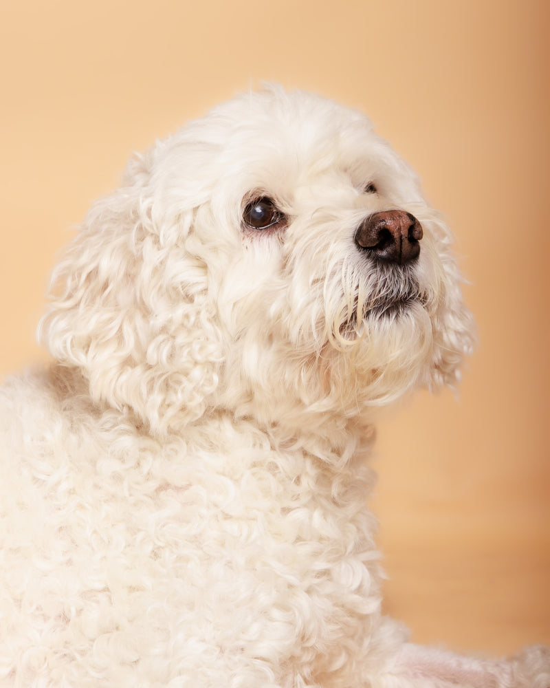 Dog portrait in a luxury photography studio
