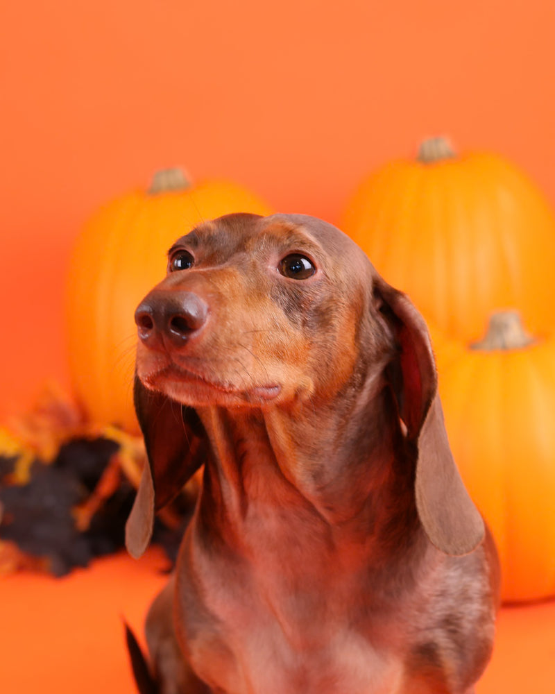 Timeless Halloween pet photography
