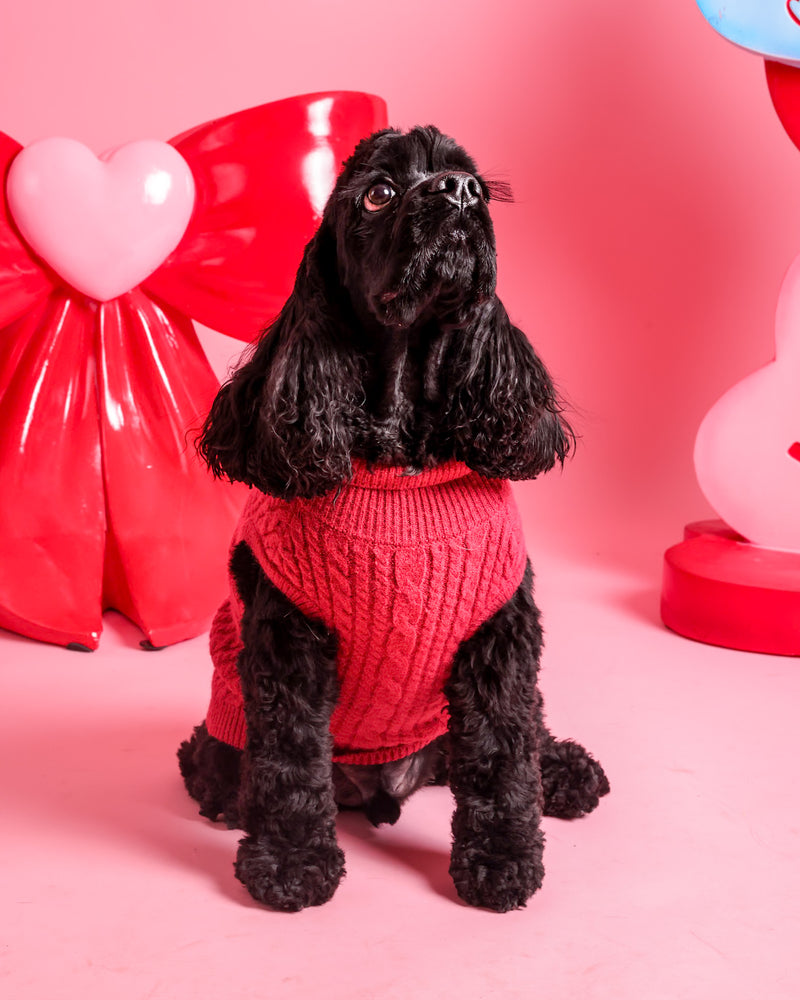 Valentine's themed pet portrait session
