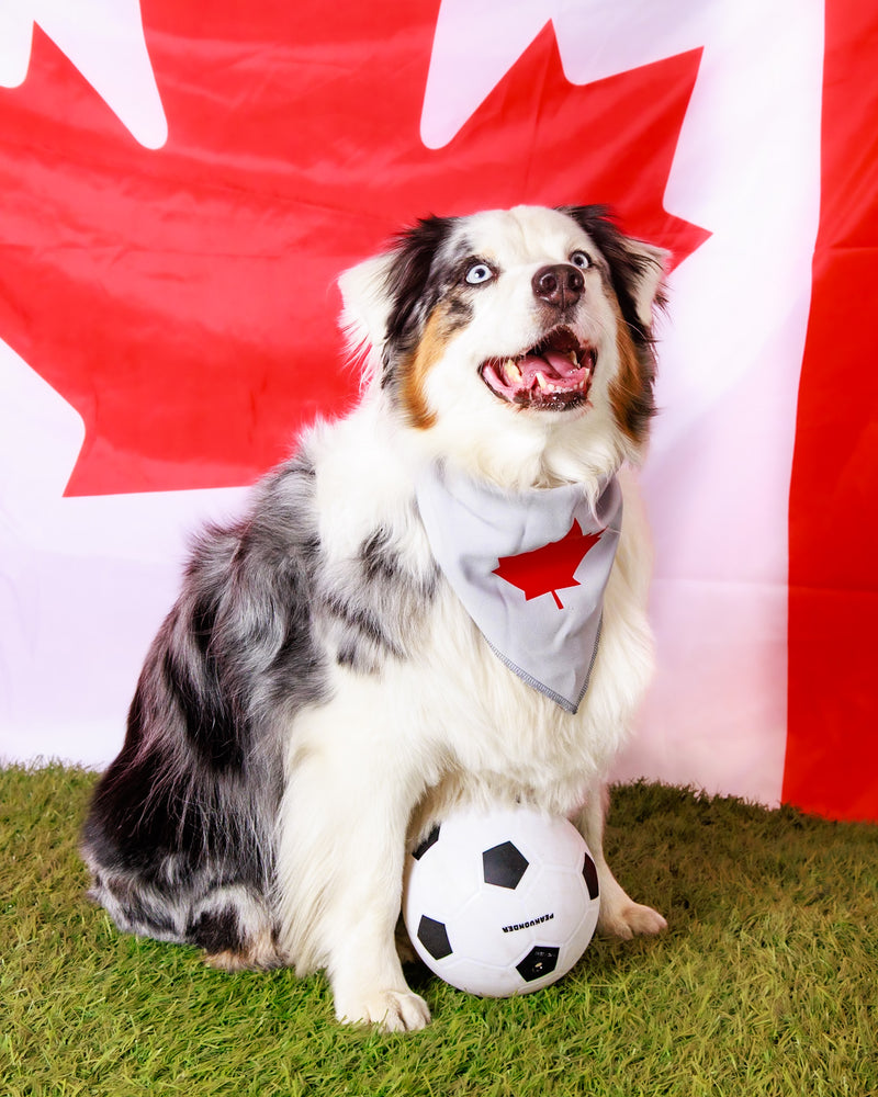 Dog photographed on a football-inspired backdrop
