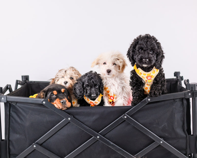 Professional indoor dog photography session
