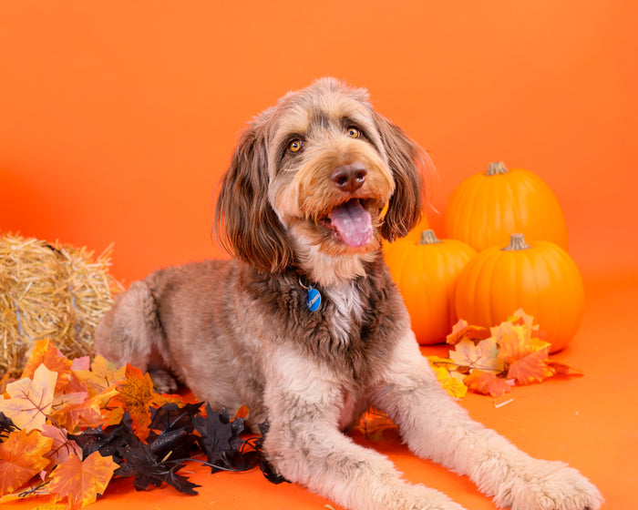 Luxury autumn pet photography
