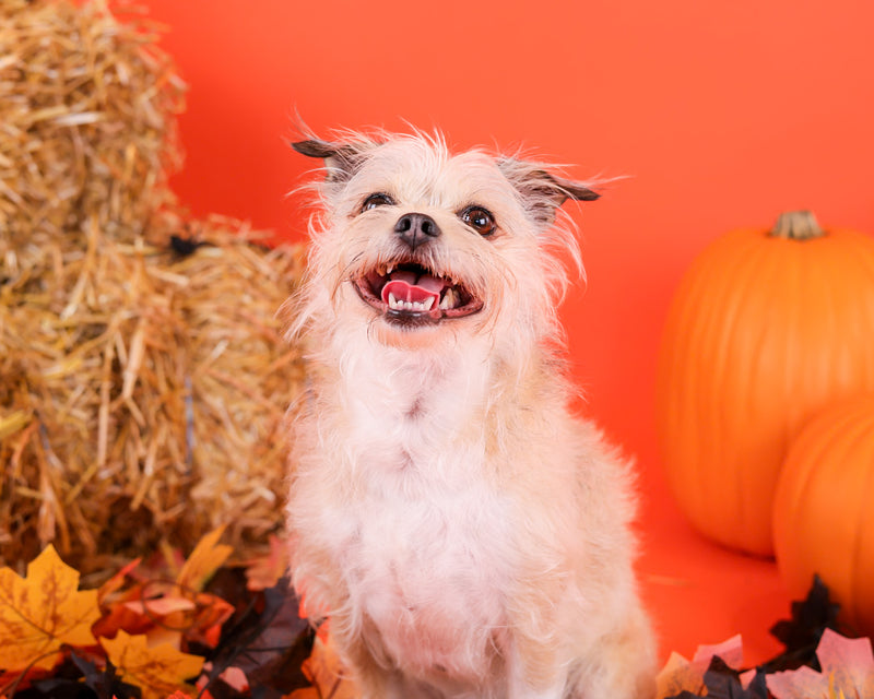 Dog photographed on a festive Halloween backdrop
