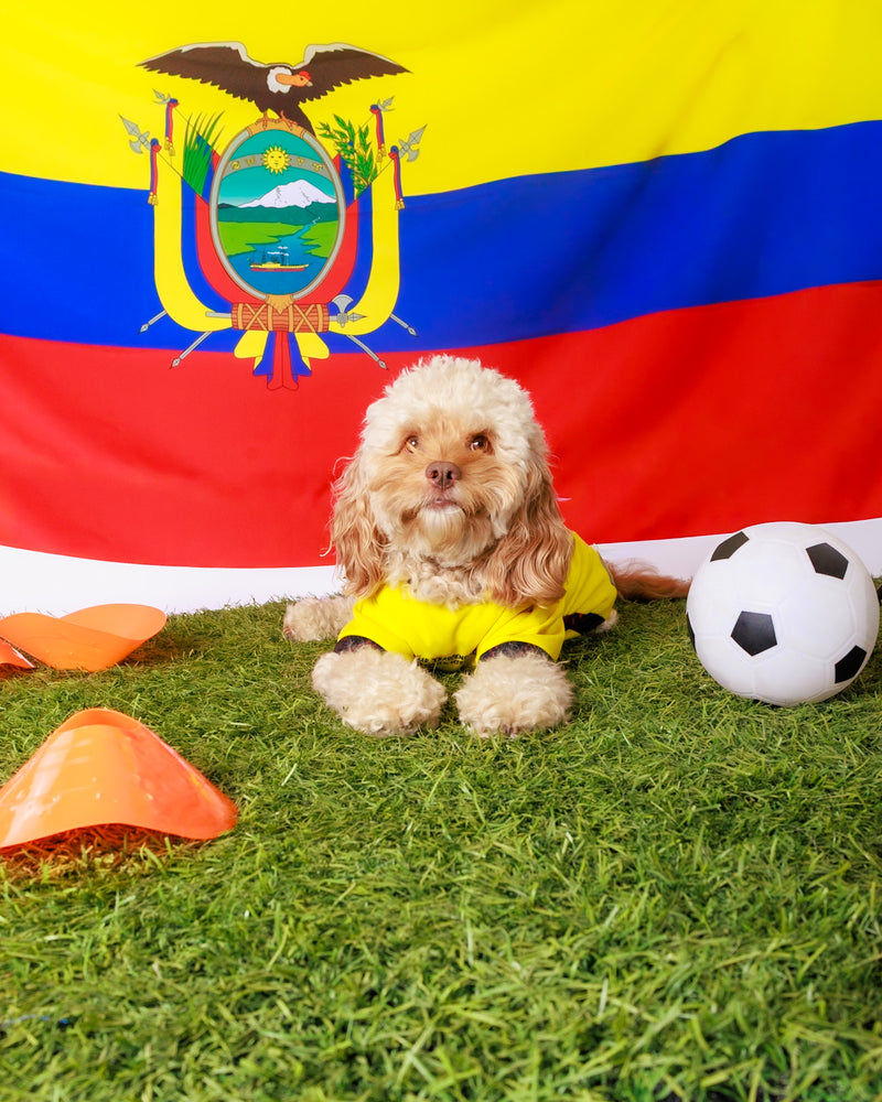 Indoor football-themed pet portrait
