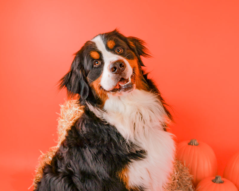 Toronto fall pet photography experience
