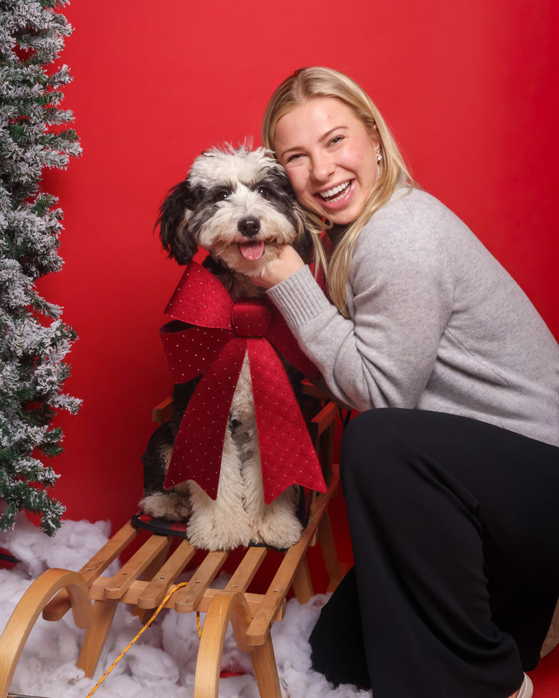 Indoor holiday dog photography
