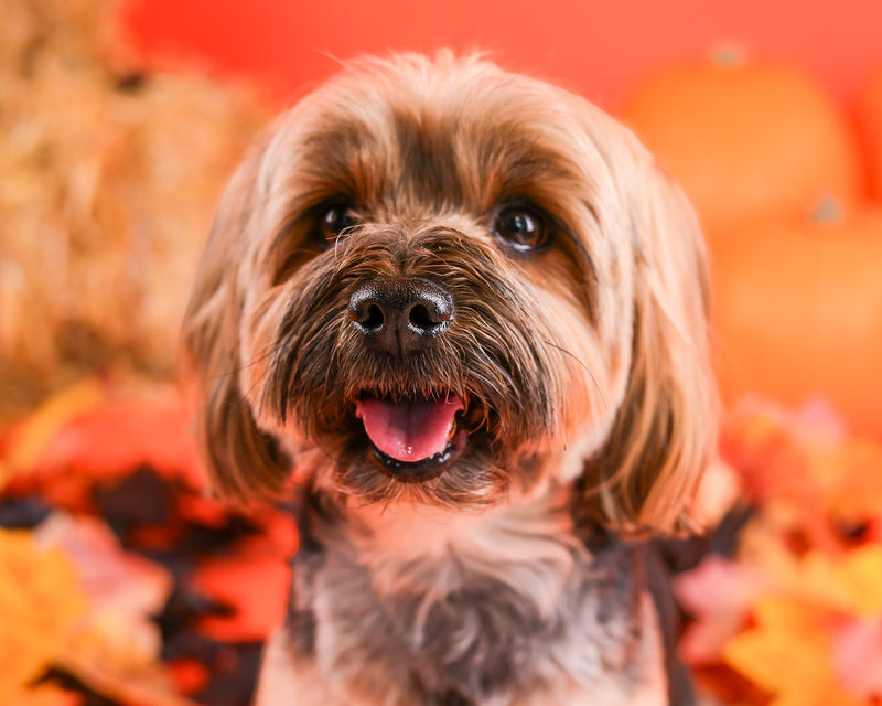 Studio portrait celebrating the fall season
