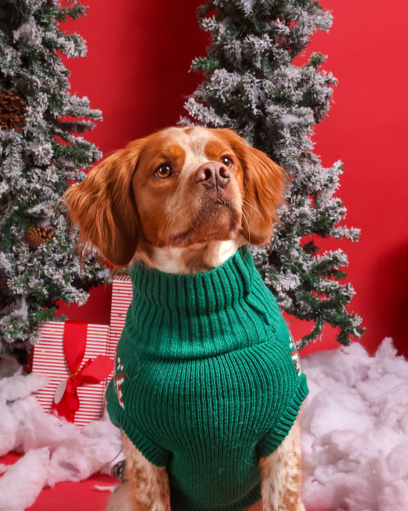 Dog photographed on a Christmas studio background
