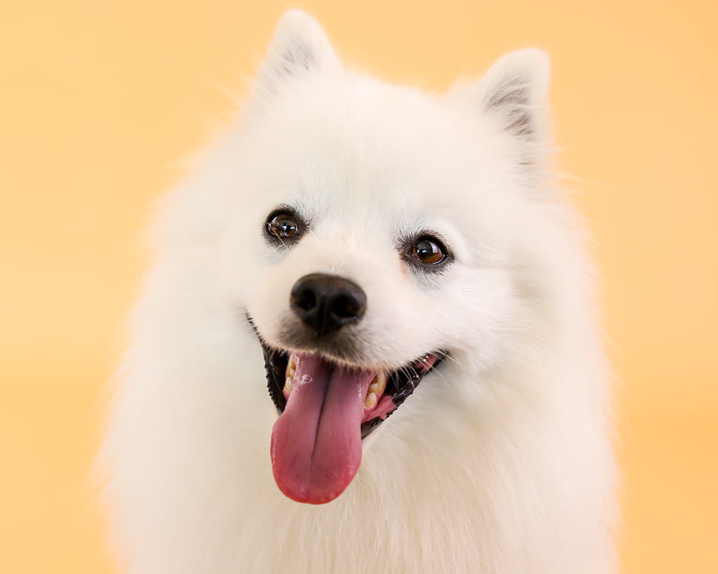 Indoor dog photography with elegant beige styling

