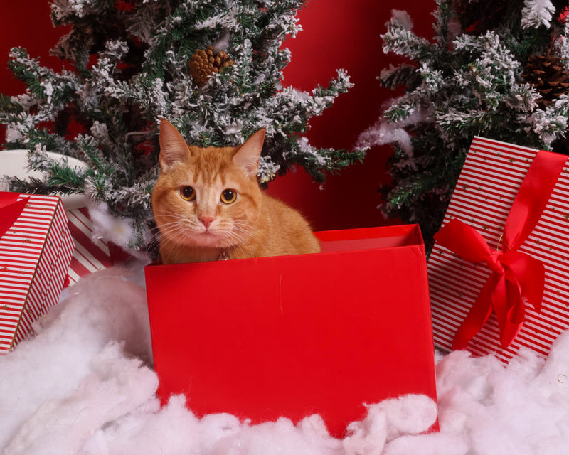 Professional winter pet portrait indoors
