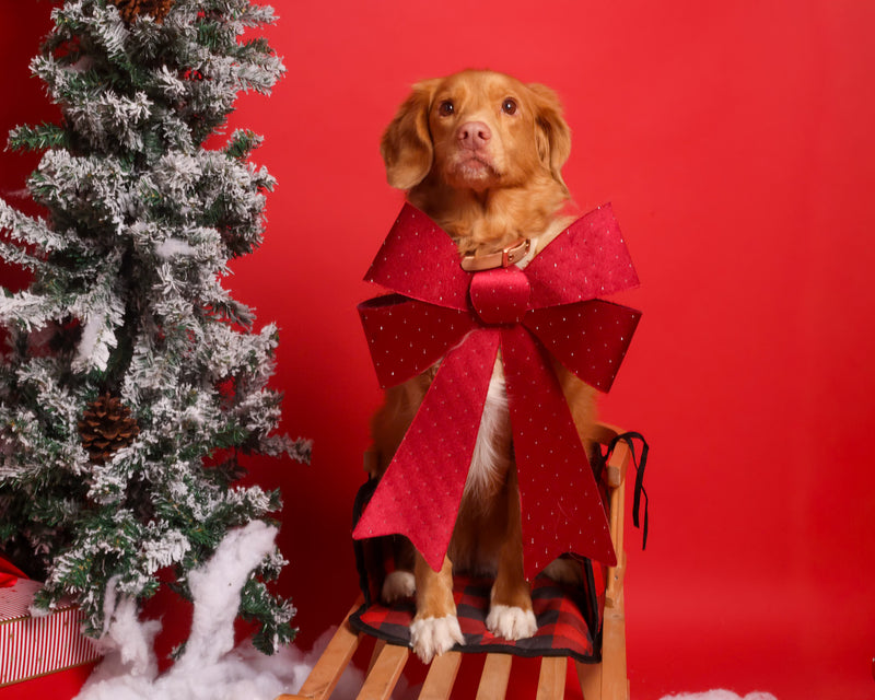 Christmas-themed pet photography experience

