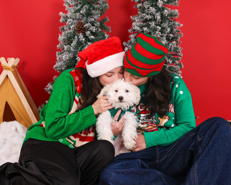 Christmas backdrop pet photography session
