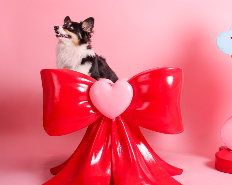 Valentine's photography in a Toronto studio
