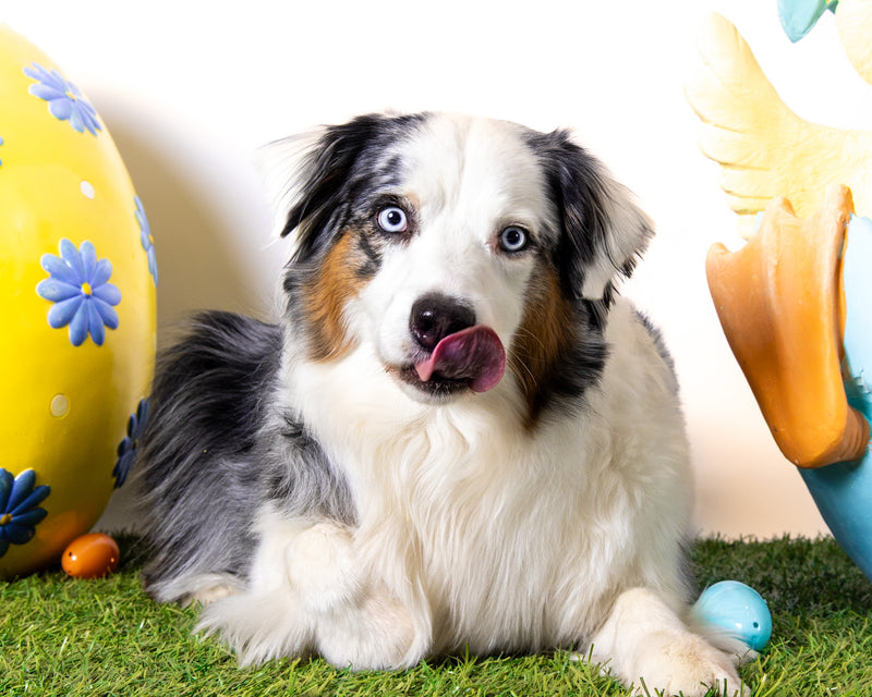 Easter portrait captured in a professional studio
