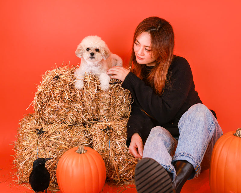 Fall pet photography with warm colours
