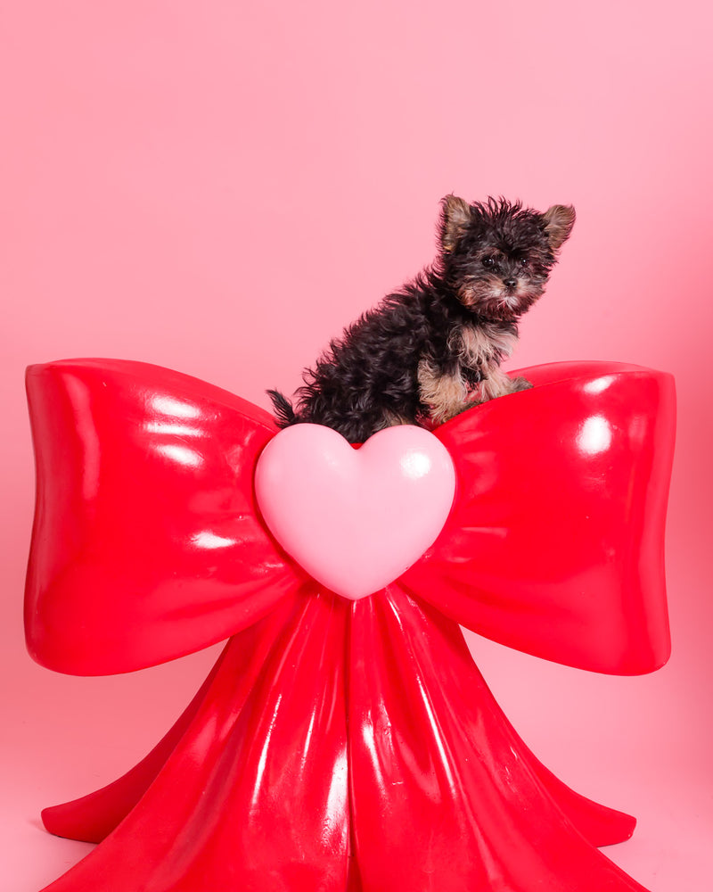 Dog sitting on a Valentine's backdrop
