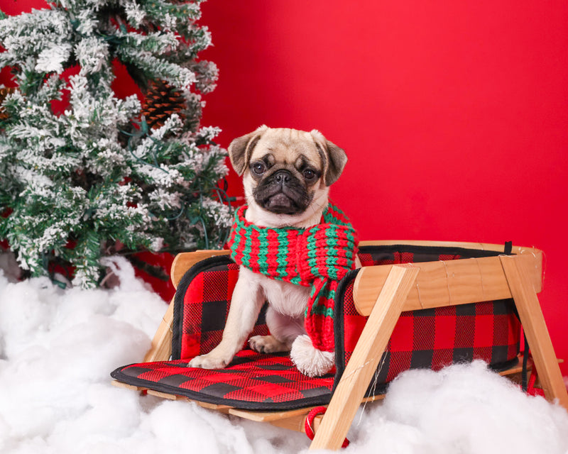 Studio pet portrait with Christmas decorations
