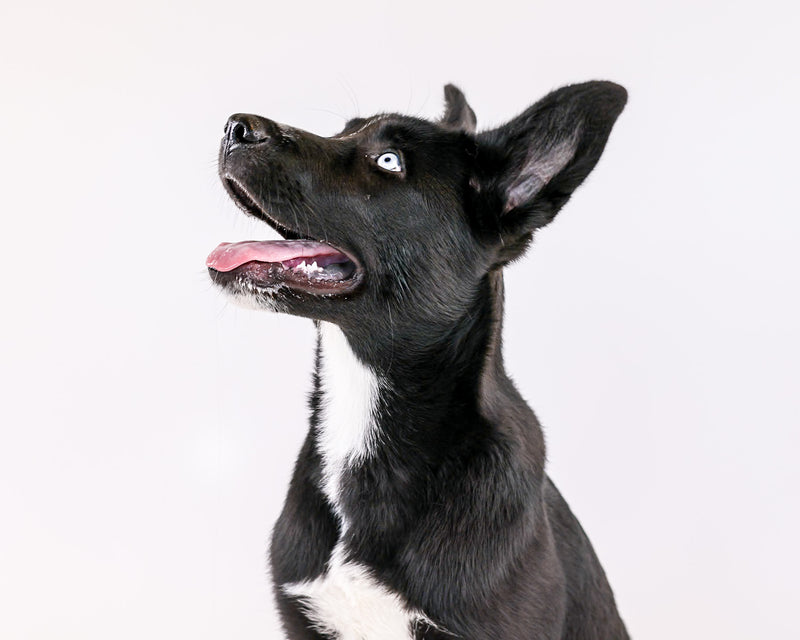 Toronto dog photography on a bright white studio background
