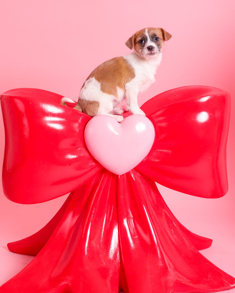 Valentine's photography experience for pets
