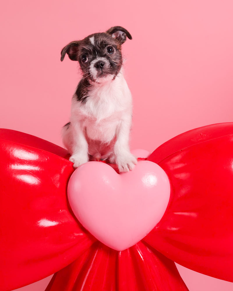 Toronto dog photography with Valentine's décor
