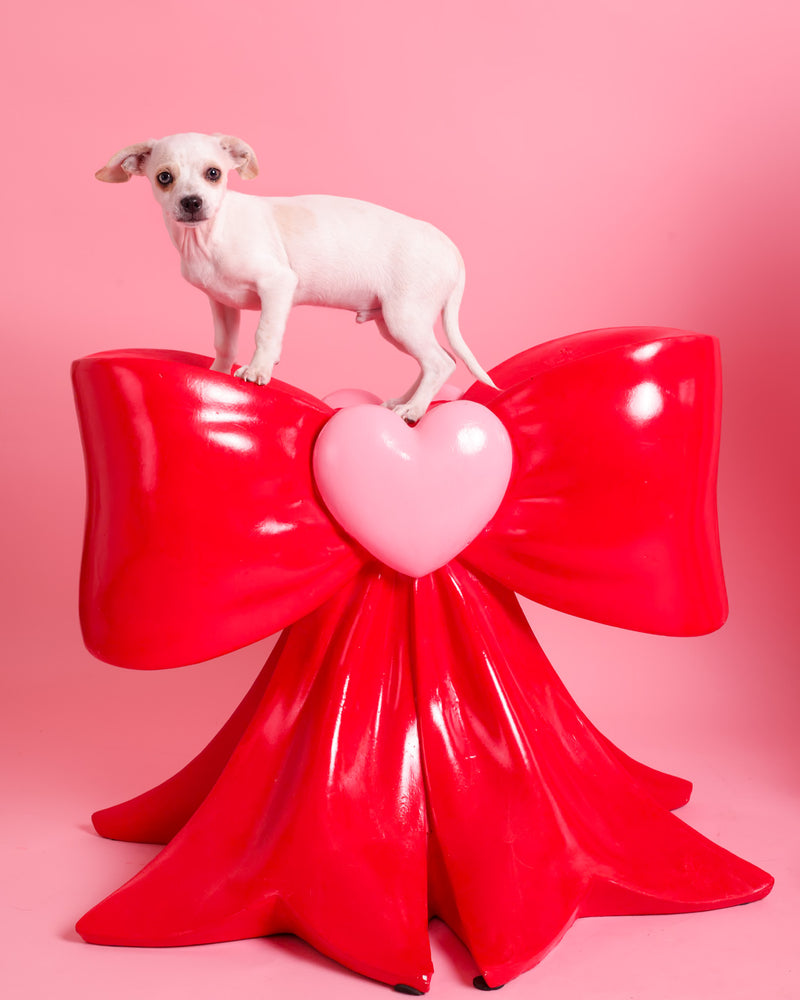 Romantic pet portrait indoors
