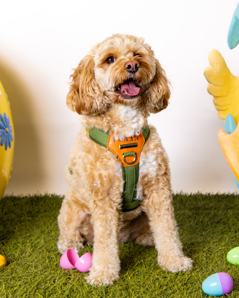 Professional pet portrait celebrating spring
