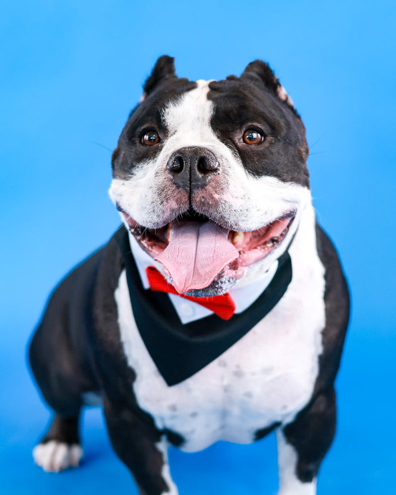 Blue background portrait highlighting a pet's personality
