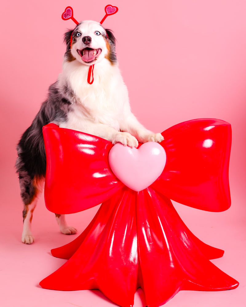 Dog photographed with Valentine's decorations
