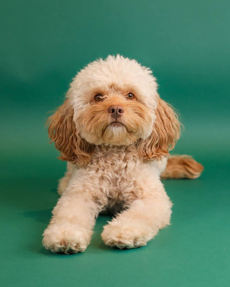 Professional indoor dog photography with an evergreen backdrop
