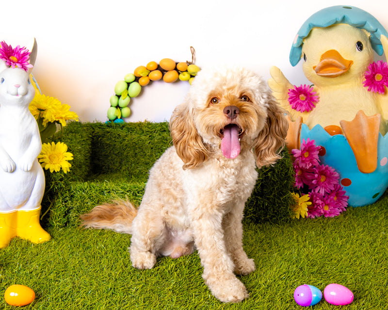 Professional spring backdrop pet photography
