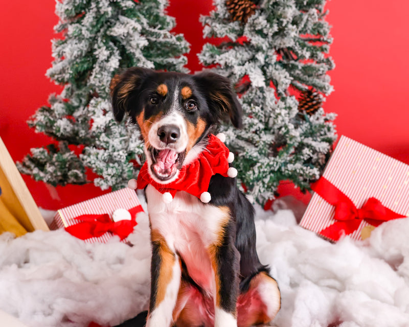 Christmas portrait with festive studio styling

