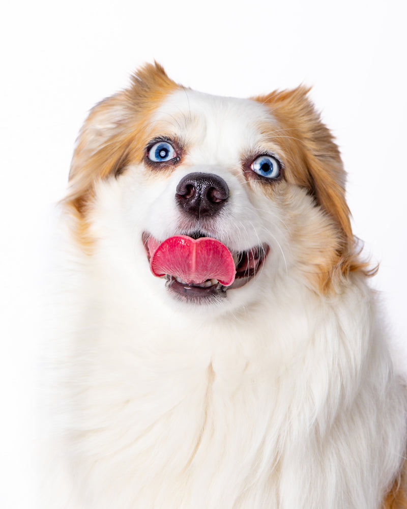 White backdrop portrait celebrating a beloved pet
