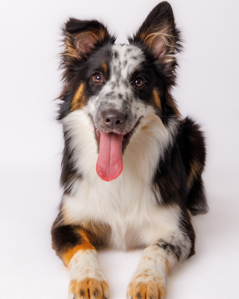 Professional pet photoshoot on a white background
