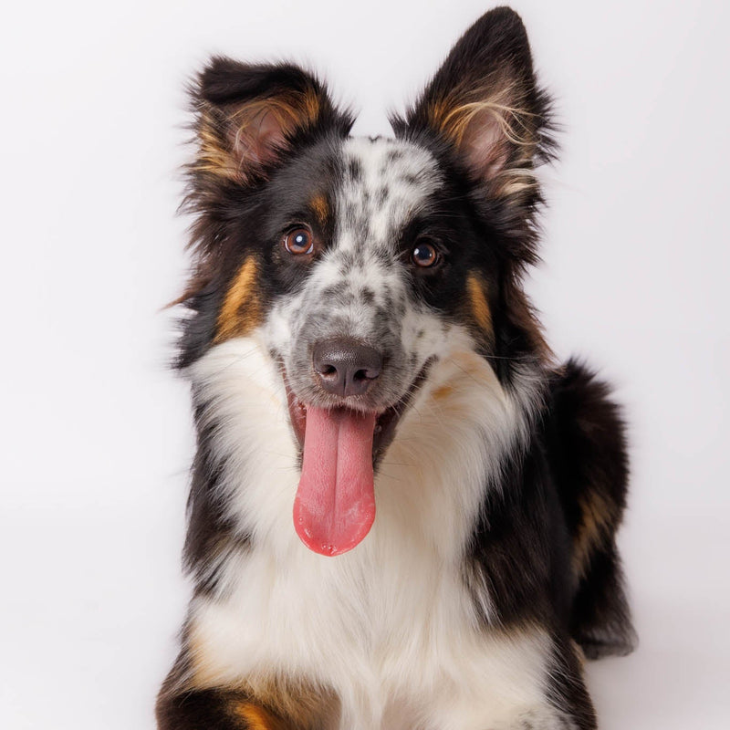 Dog sitting on a white studio backdrop at Memoirs for Pets
