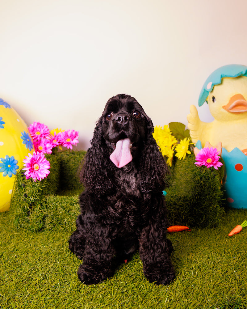Timeless spring pet portrait
