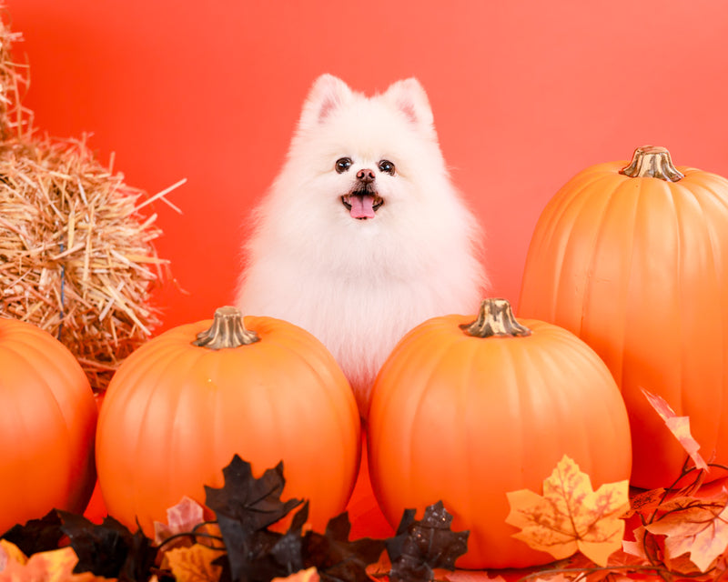 Autumn dog portrait captured indoors

