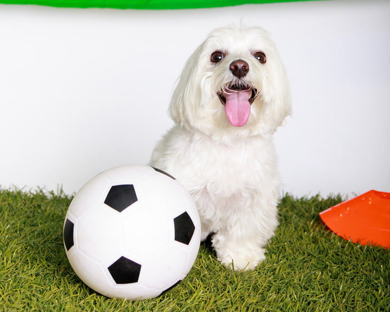 Professional dog photography celebrating the World Cup
