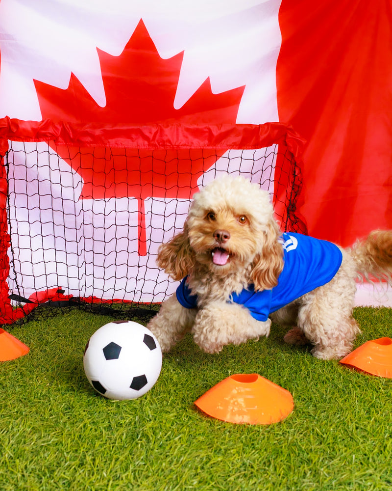 Luxury soccer-themed dog photography
