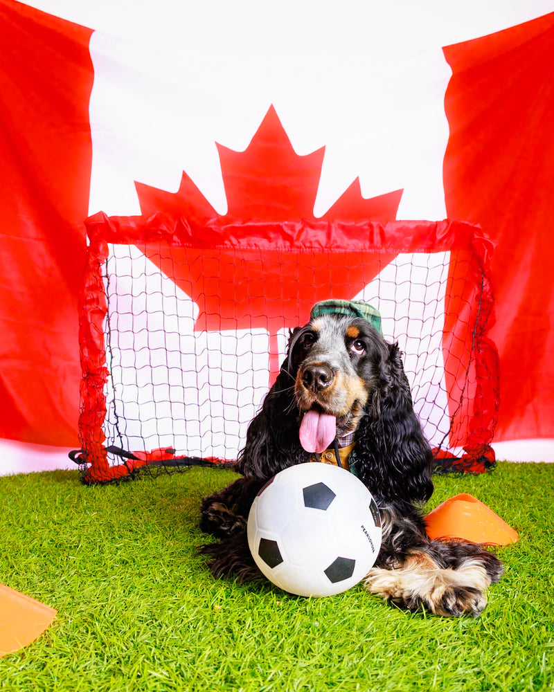 Sports-inspired pet photography by Memoirs for Pets

