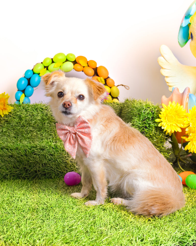 Toronto pet photographer capturing spring portraits
