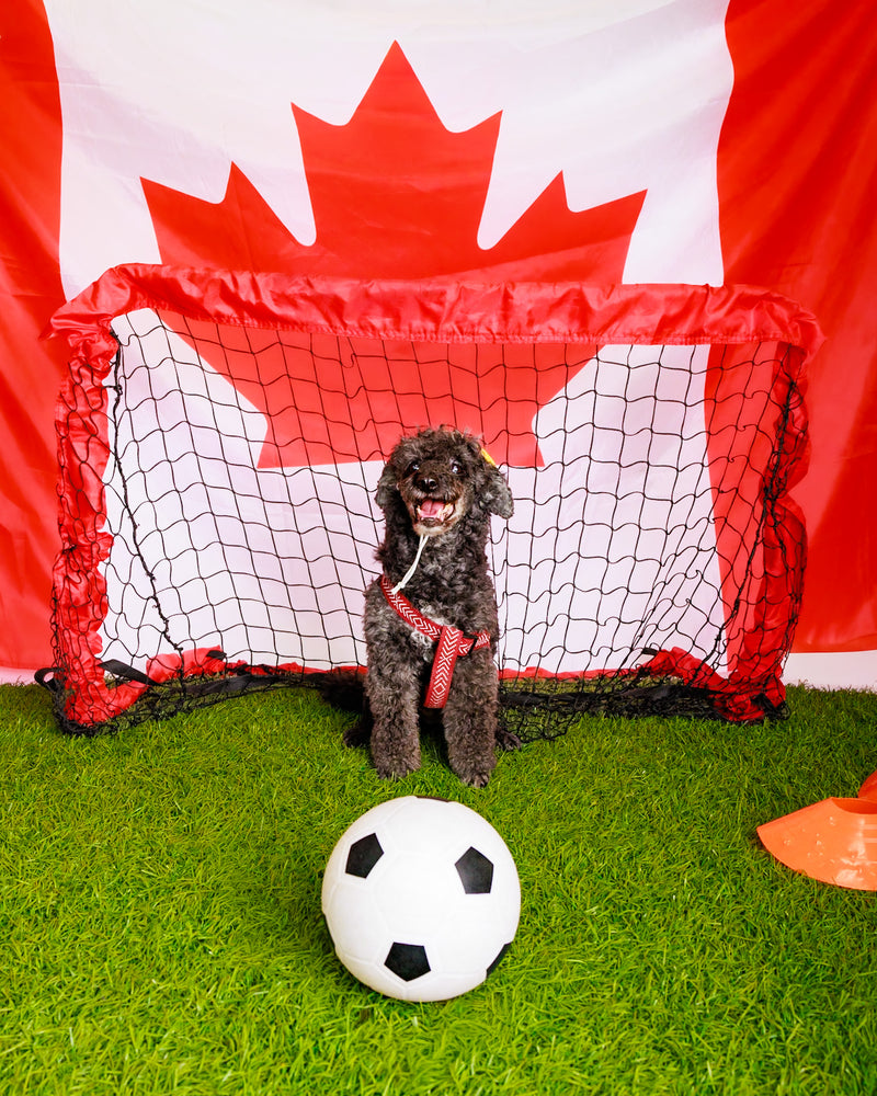 World Cup themed dog portrait by a Toronto pet photographer
