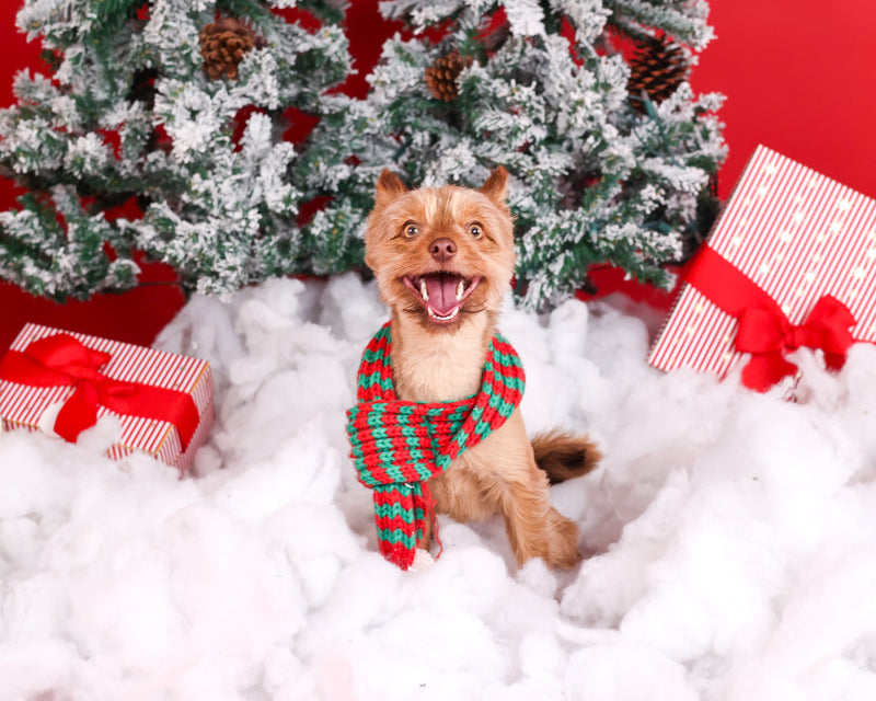 Seasonal pet portrait in Toronto

