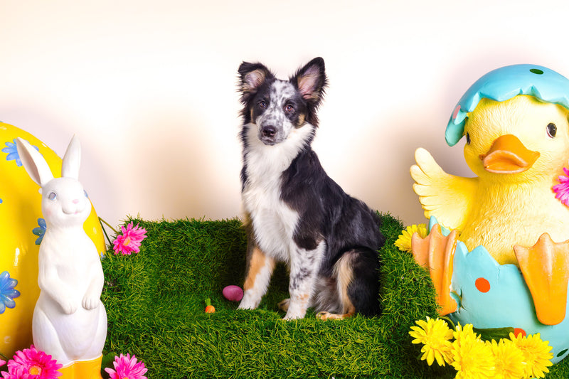 Professional Easter pet photoshoot
