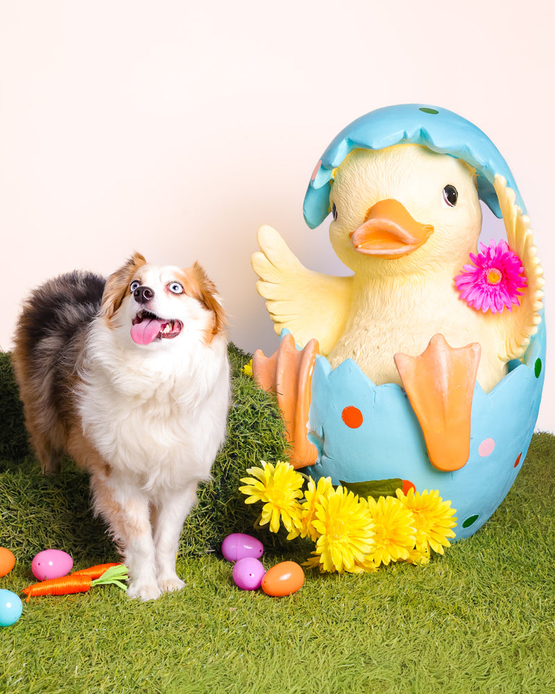 Spring photography experience for dogs
