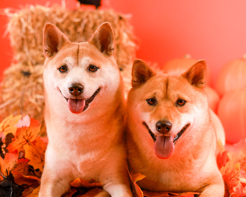 Indoor Halloween pet photography
