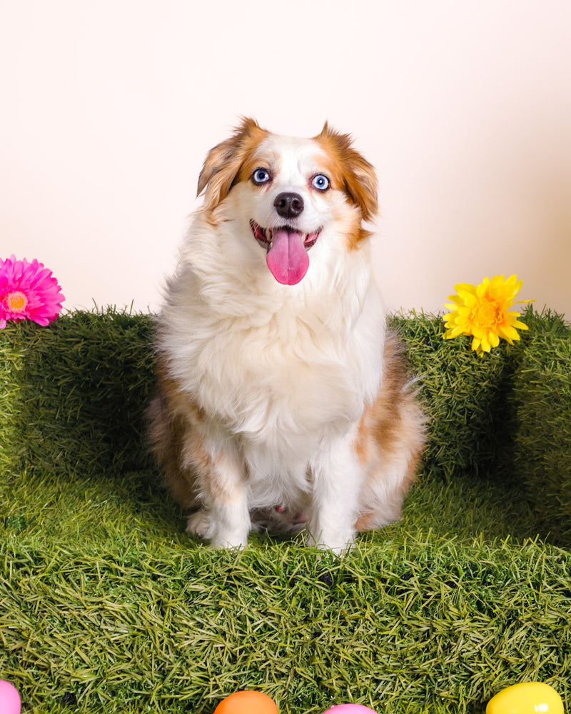 Easter pet portrait with seasonal decorations
