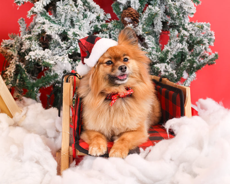 Winter photography experience for dogs
