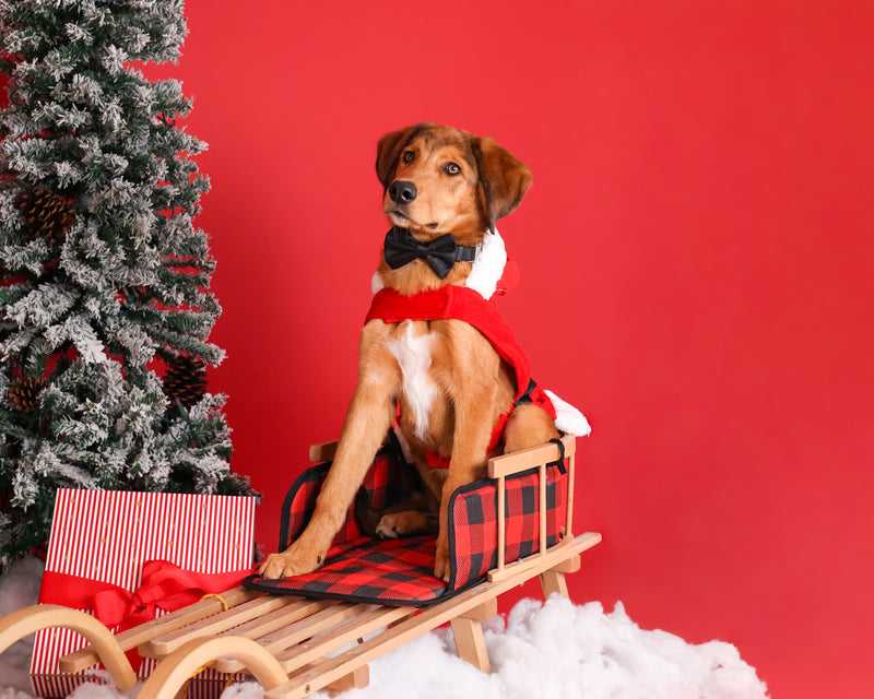 Elegant holiday portrait of a family pet
