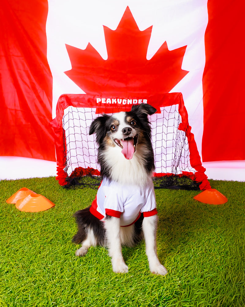 Professional soccer-inspired pet portrait
