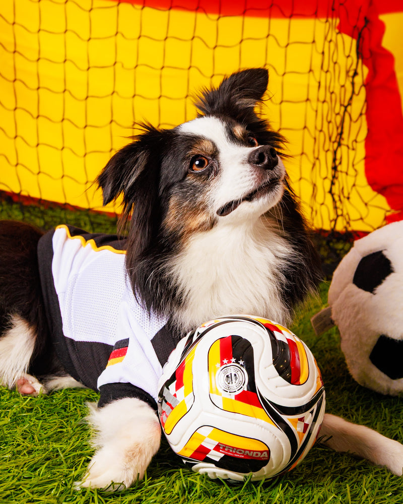 Dog photographed on a stadium-inspired photography set
